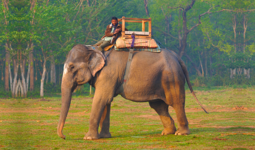 The Elephant & The Mahout