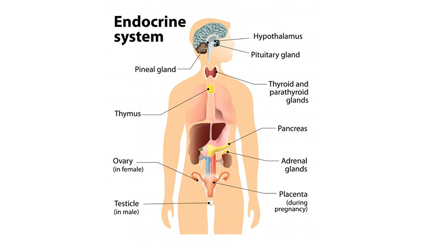 Endocrine System Disruption: Hormonal Effects of Substance Abuse