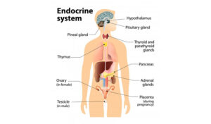 Endocrine System Disruption