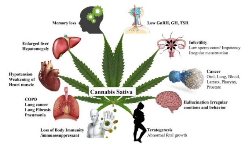 Effects of Ganja Marijuana on Health
