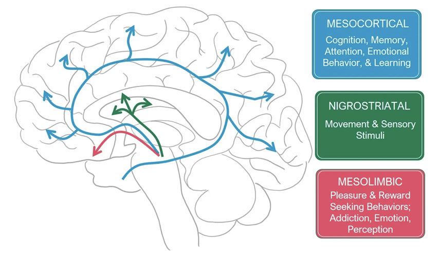 Dysfunction and Emotional Dysregulation