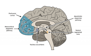 The Role of the Prefrontal Cortex in Addiction